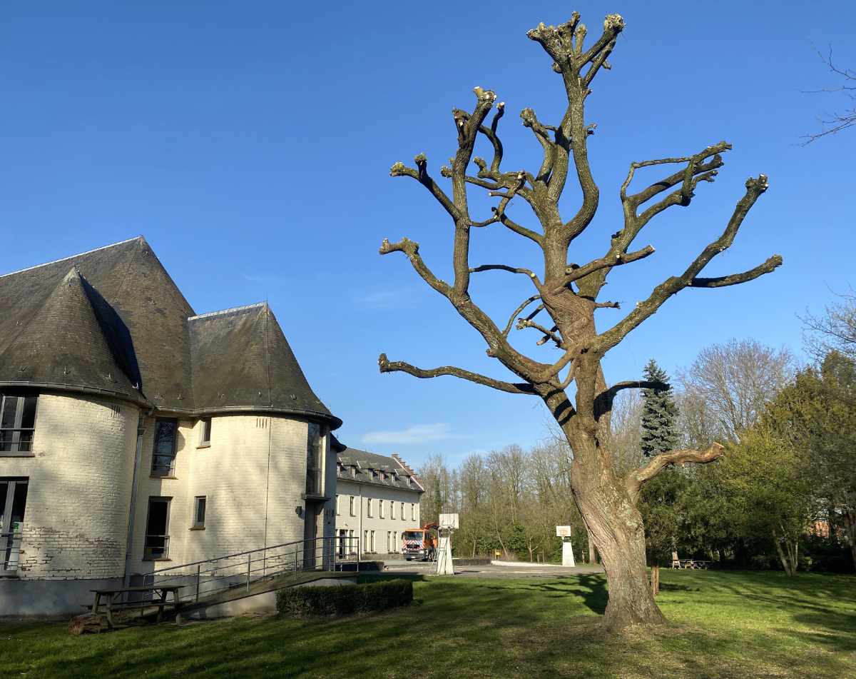 knotten van moeilijke grote boom te Brussel