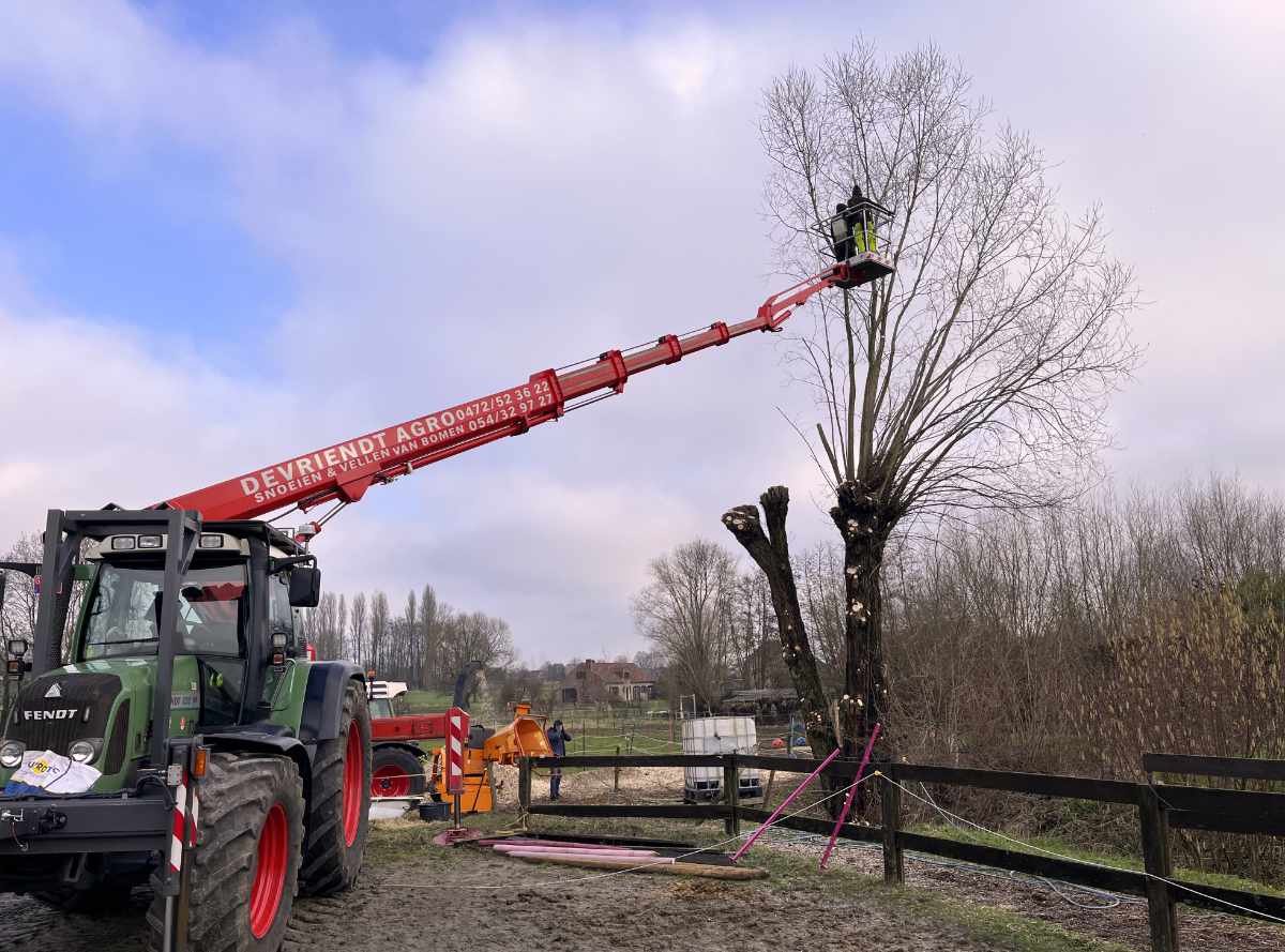 Knotwilgen snoeien veilig snoeien met hoogtewerker en takken verhakselen