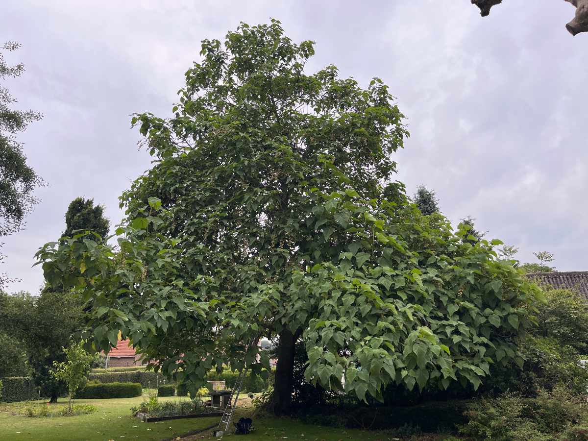 Uitlichten van boom - Paulownia door takken te snoeien in de boomkroon te Asse