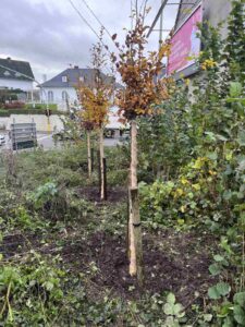 Plantation et transplantation d'arbres  