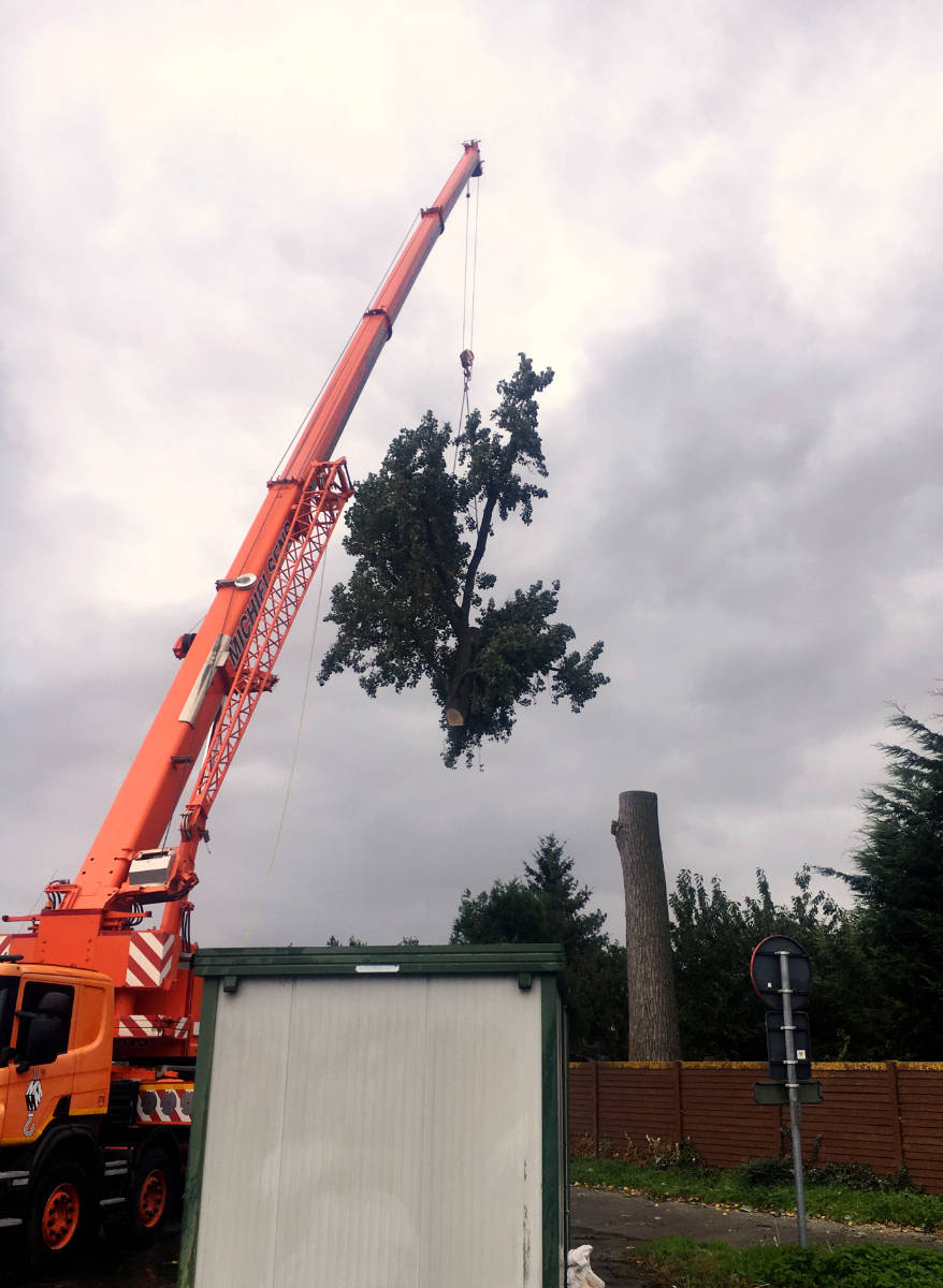 Bomen demonteren met hijskraan 