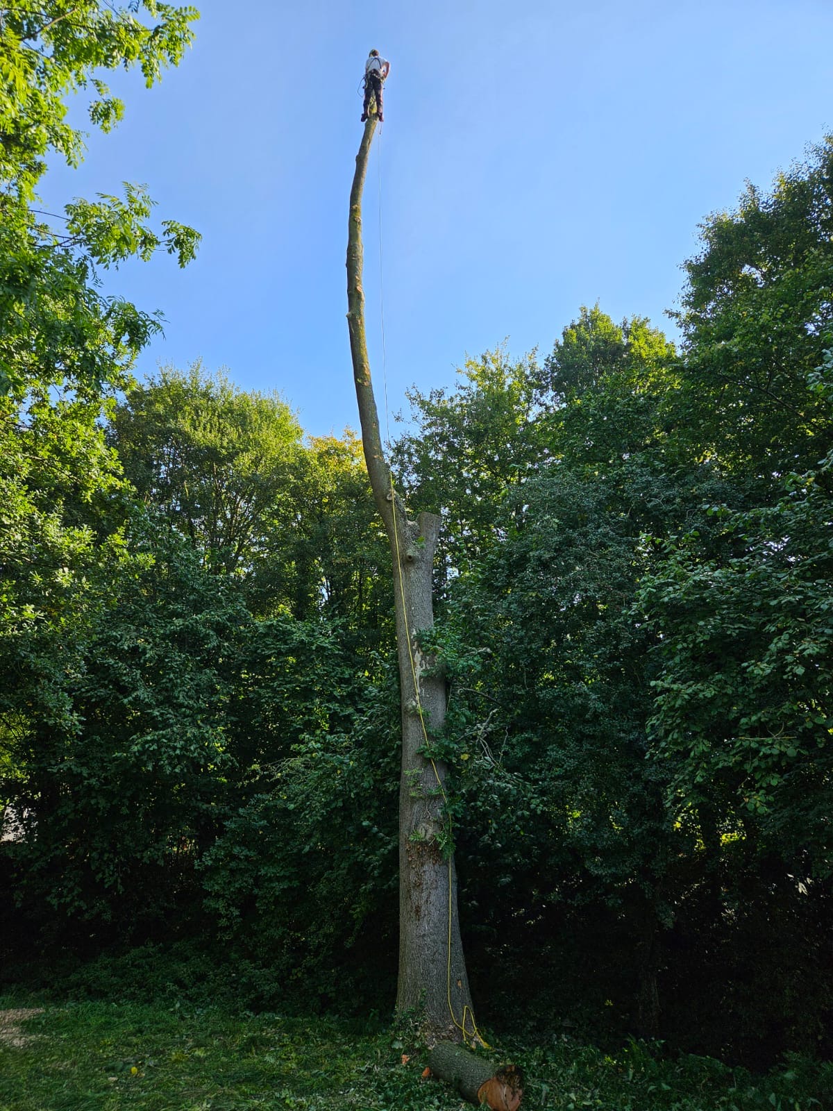 Kappen grote boom  Lennik 