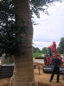 zonnebrand en bescherming bomen 