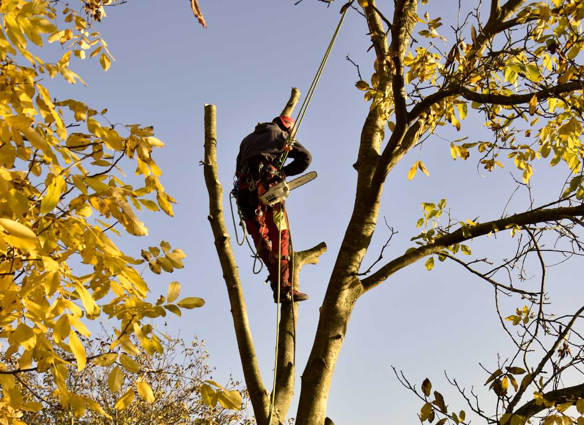 snoeien en rooien van bomen 