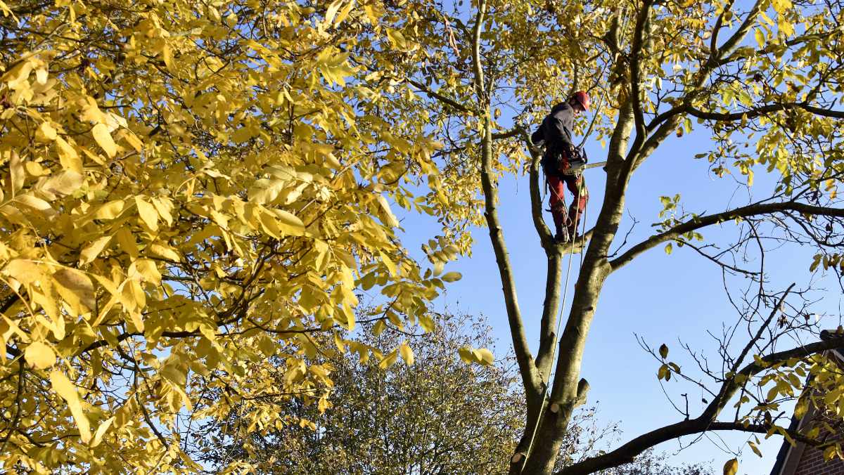 Moeilijke boom snoeien met hoogtewerker 