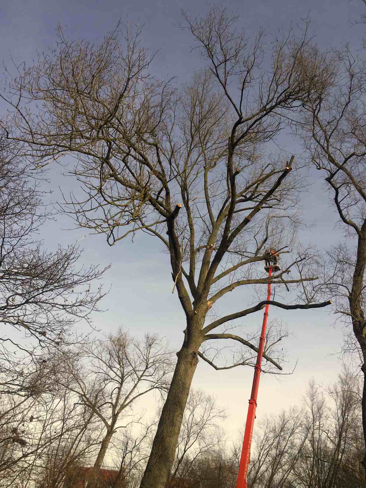 Restauren van bomen 