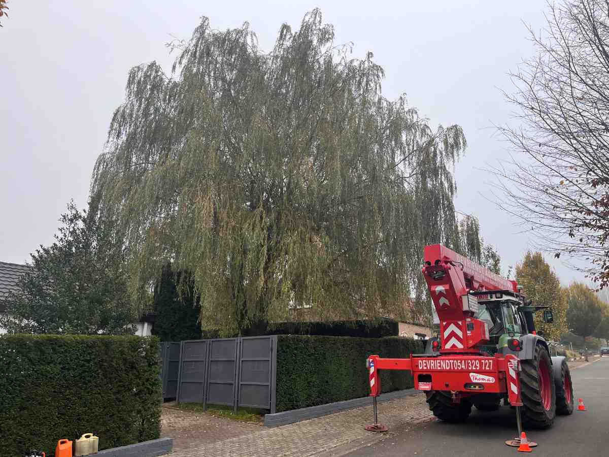 Knotten bomen Treurwilg Liedekerke 