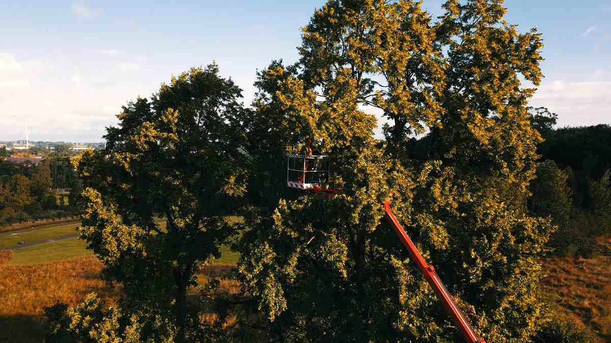 snoeien en vellen bomen Halle