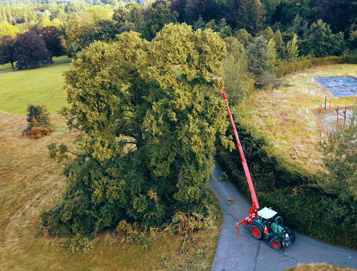 zieke boom vellen Ninove 