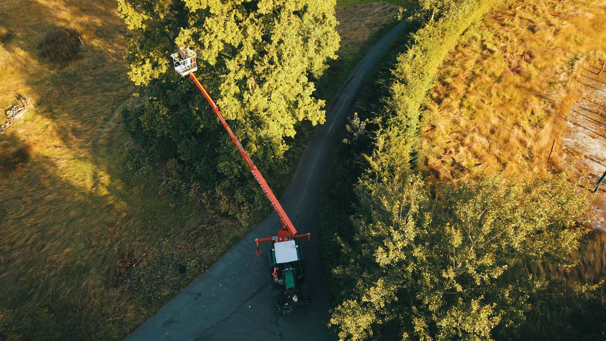 Verwijderen bomen Dilbeek 