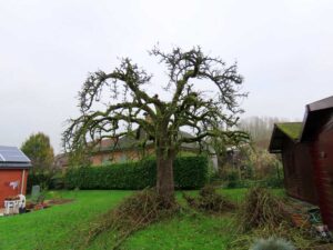 Veteraan en beschermde bomen 