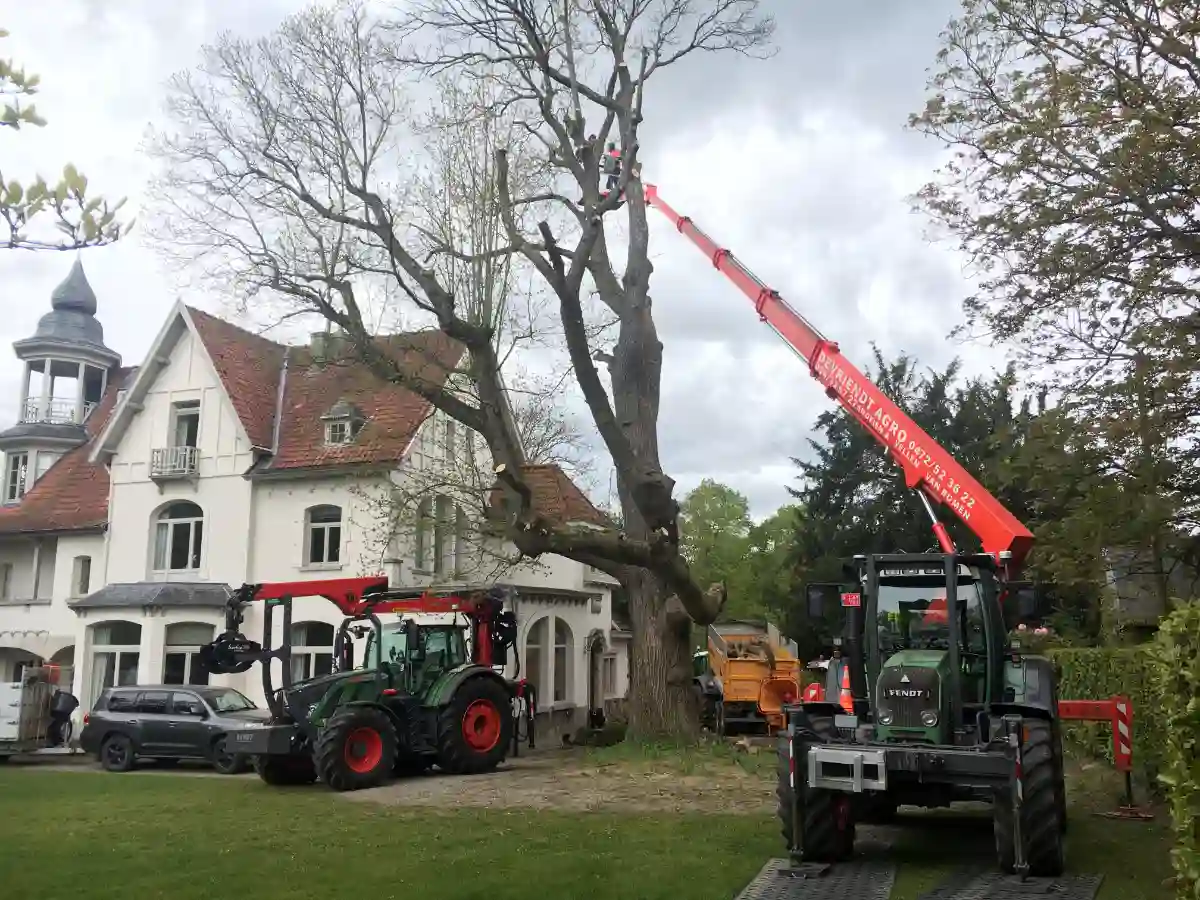 Moeilijke boom vellen Dilbeek 