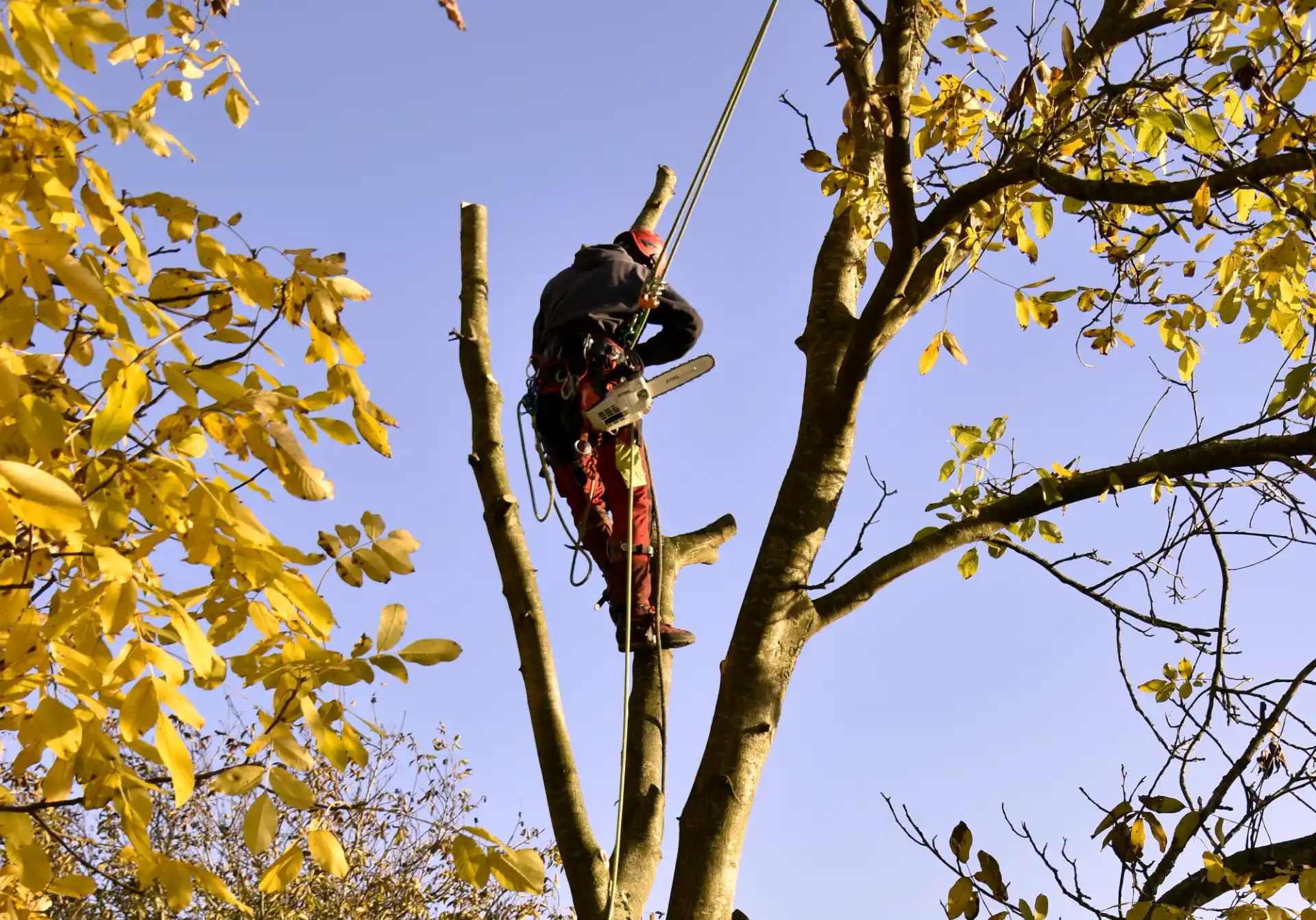 Verwijderen bomen op moeilijke plaats