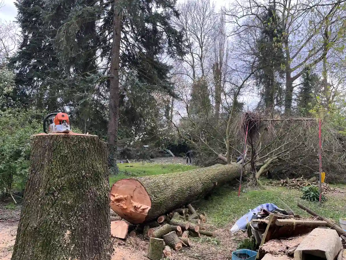 Moeilijke boom verwijderen kleine tuin 