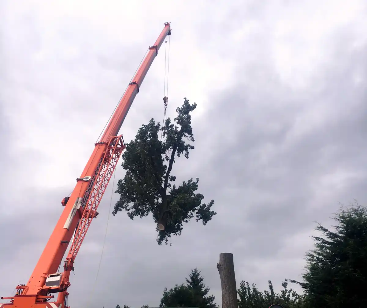 Bomen demonteren met hijskraan 