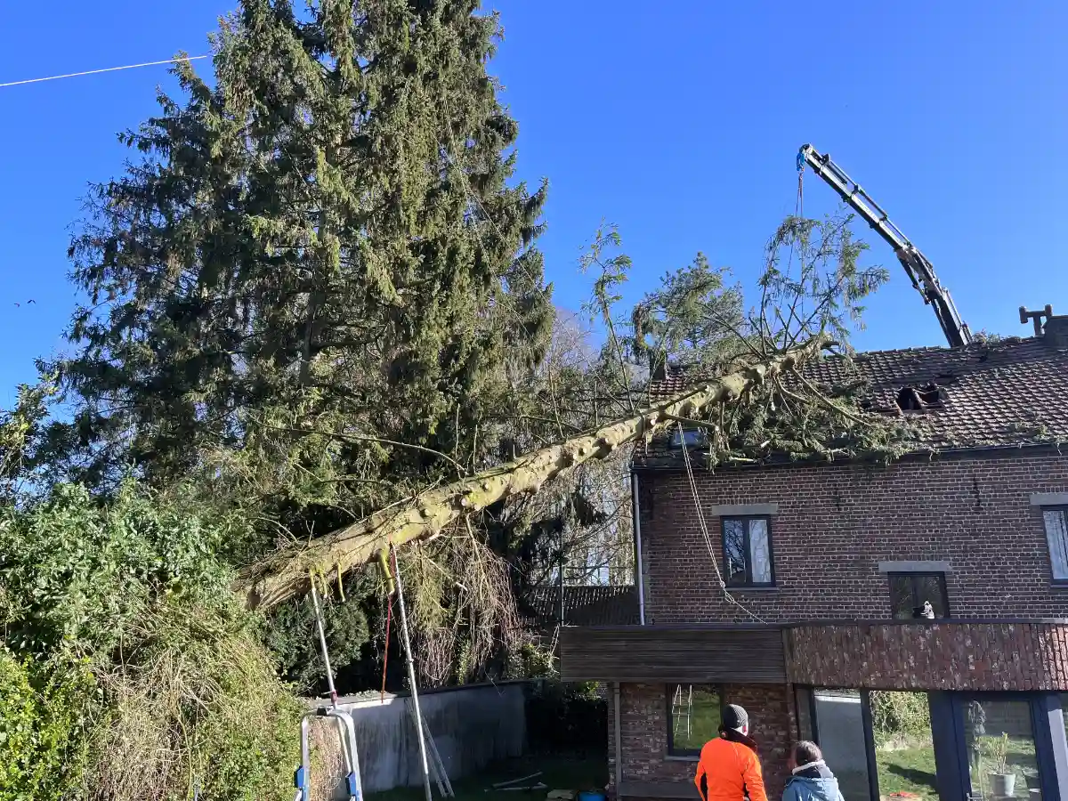 Bomen vellen hijskraan 