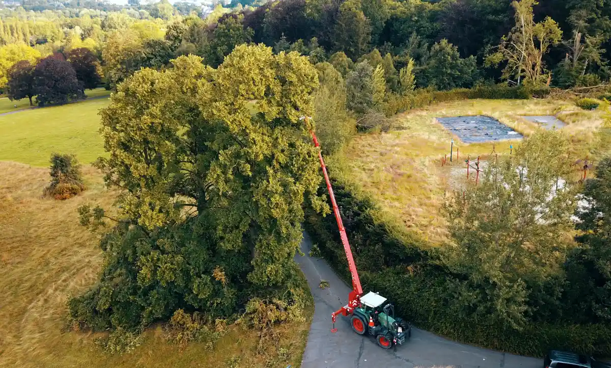 zieke boom vellen Ninove 