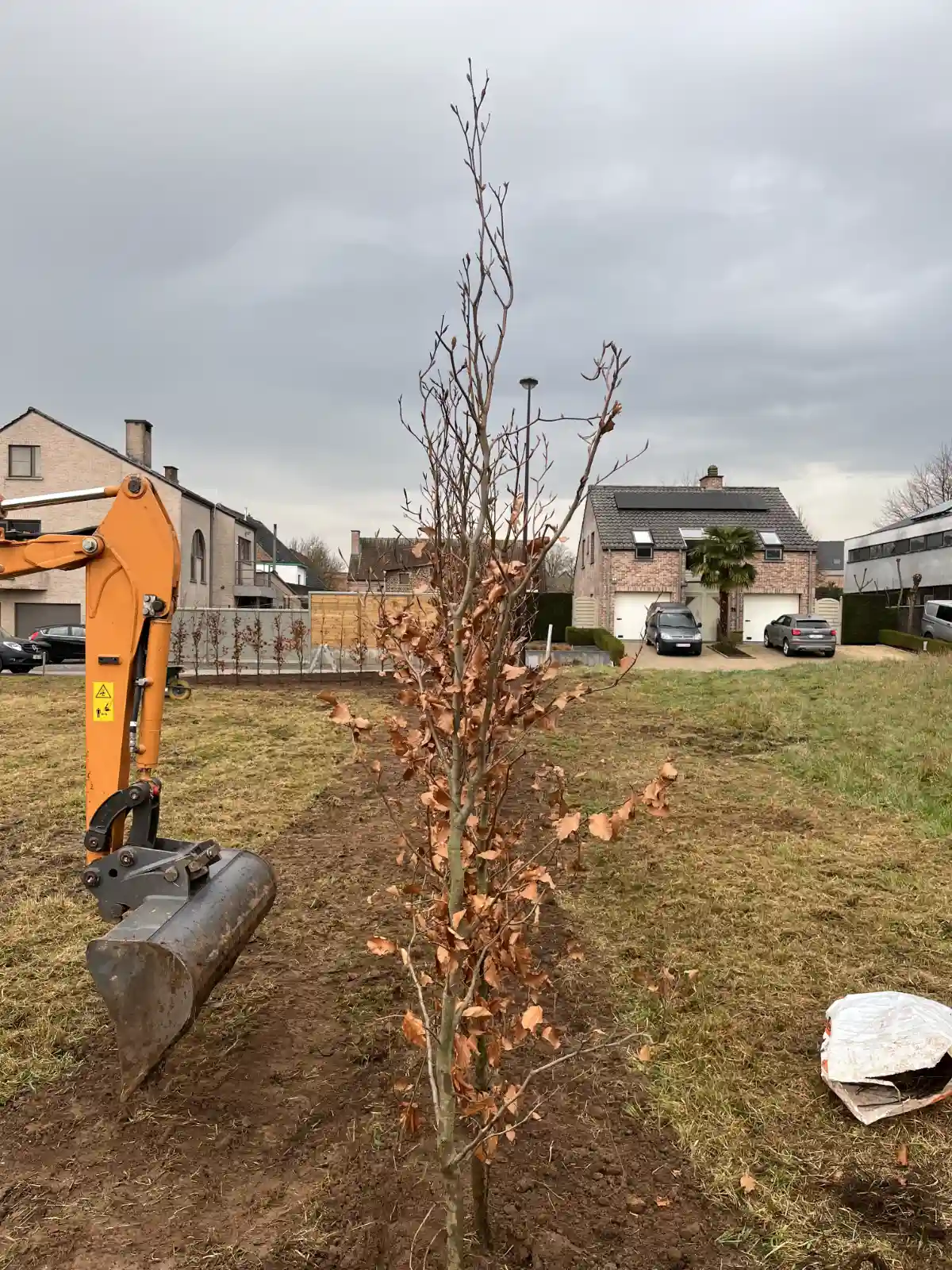 Haag planten 