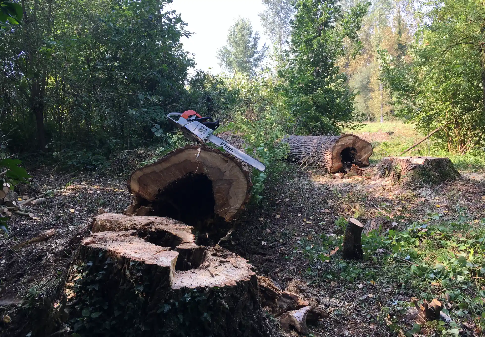 Afzagen en rooien van bomen